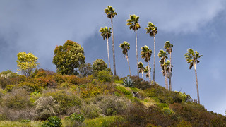 Mount Hollywood, California (philipwhitcombe)